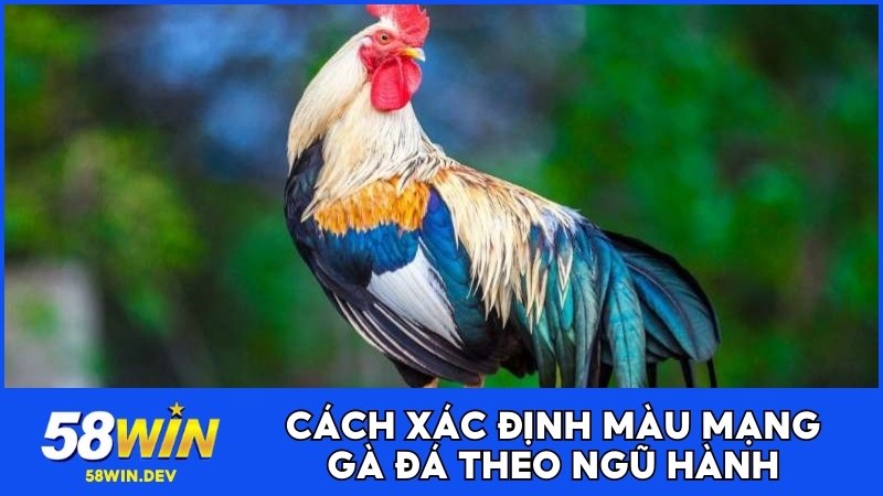 Cách xác định màu mạng gà đá chuẩn xác theo ngũ hành