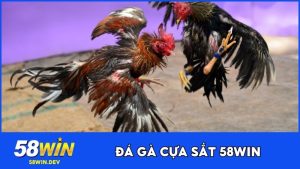 Đá Gà Cựa Sắt 58WIN - Đấu Trường Đỉnh Cao Cho Dân Chơi