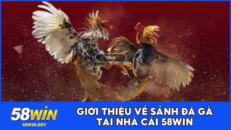 Giới thiệu chung về sảnh cược Đá gà 58WIN