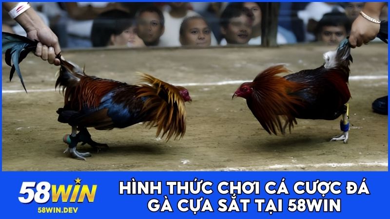 Hình thức chơi cá cược đá gà cựa sắt tại 58WIN