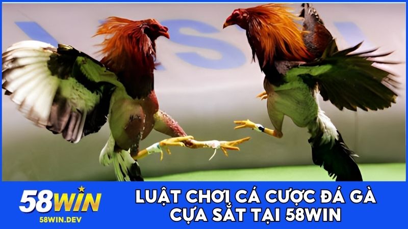 Luật chơi cá cược đá gà cựa sắt tại 58WIN