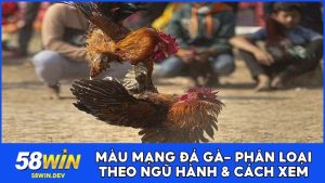 Màu Mạng Đá Gà - Phân Loại Ngũ Hành & Cách Xem Chính Xác