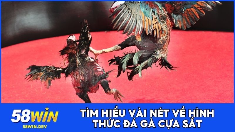 Tìm hiểu vài nét về hình thức đá gà cựa sắt