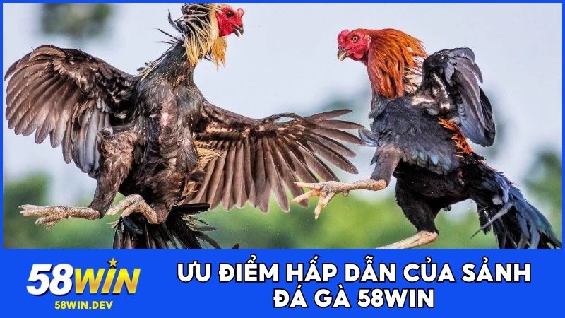 Ưu điểm hấp dẫn của sảnh cược Đá gà